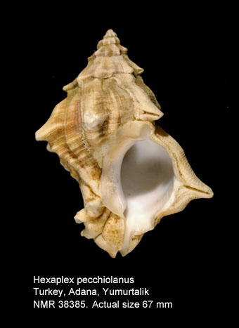 Hexaplex pecchiolianus.jpg - Hexaplex pecchiolianus(d'Ancona,1871)